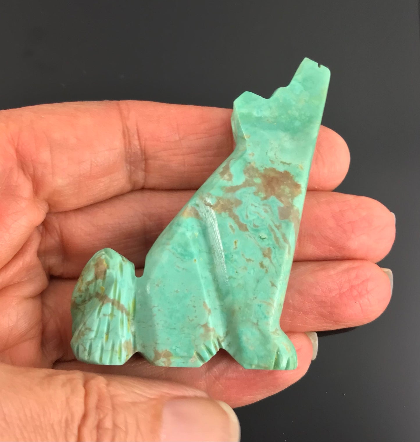 Large Zuni Turquoise Howling Coyote Wolf Fetish Native American